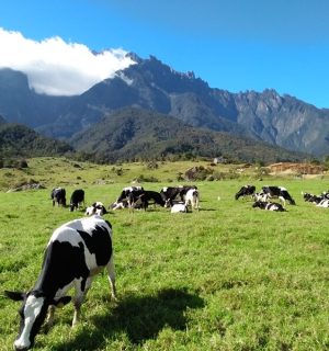 Desa Cattle Dairy Farm, Kundasang